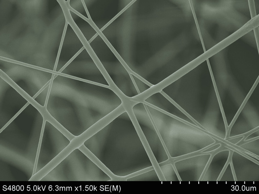 Scanning electron micrograph at 1,500 times magnification, scale bar 30 micrometres