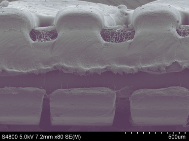 Scanning electron micrograph at 80 times magnification, scale bar 500 micrometres